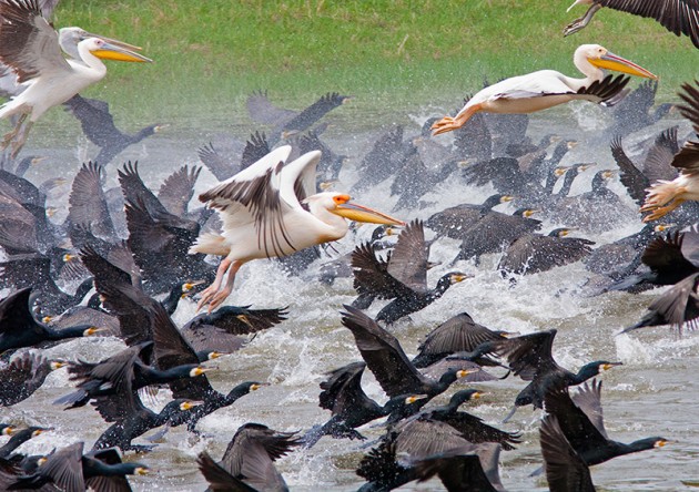 Lake Kerkini feeding 